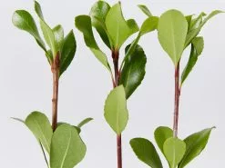 Rhaphiolepis Intermedia 10 Rhaphiolepis Intermedia -Plants in a Box Sales Shop RhaphiolepisIntermedia detail 4ad2f2db b82f 4404 951c 77157aeafaa3