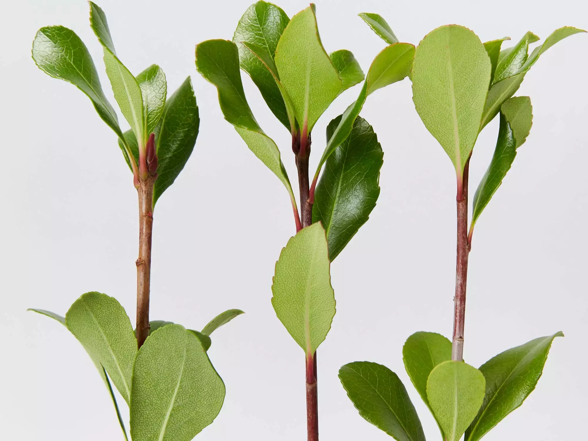 Rhaphiolepis Intermedia 5 Rhaphiolepis Intermedia - Image 3