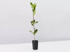 Rhaphiolepis Intermedia 12 Rhaphiolepis Intermedia -Plants in a Box Sales Shop RhaphiolepisIntermedia single bf35c54b 27ac 44a3 9adb 40cc42d85c48