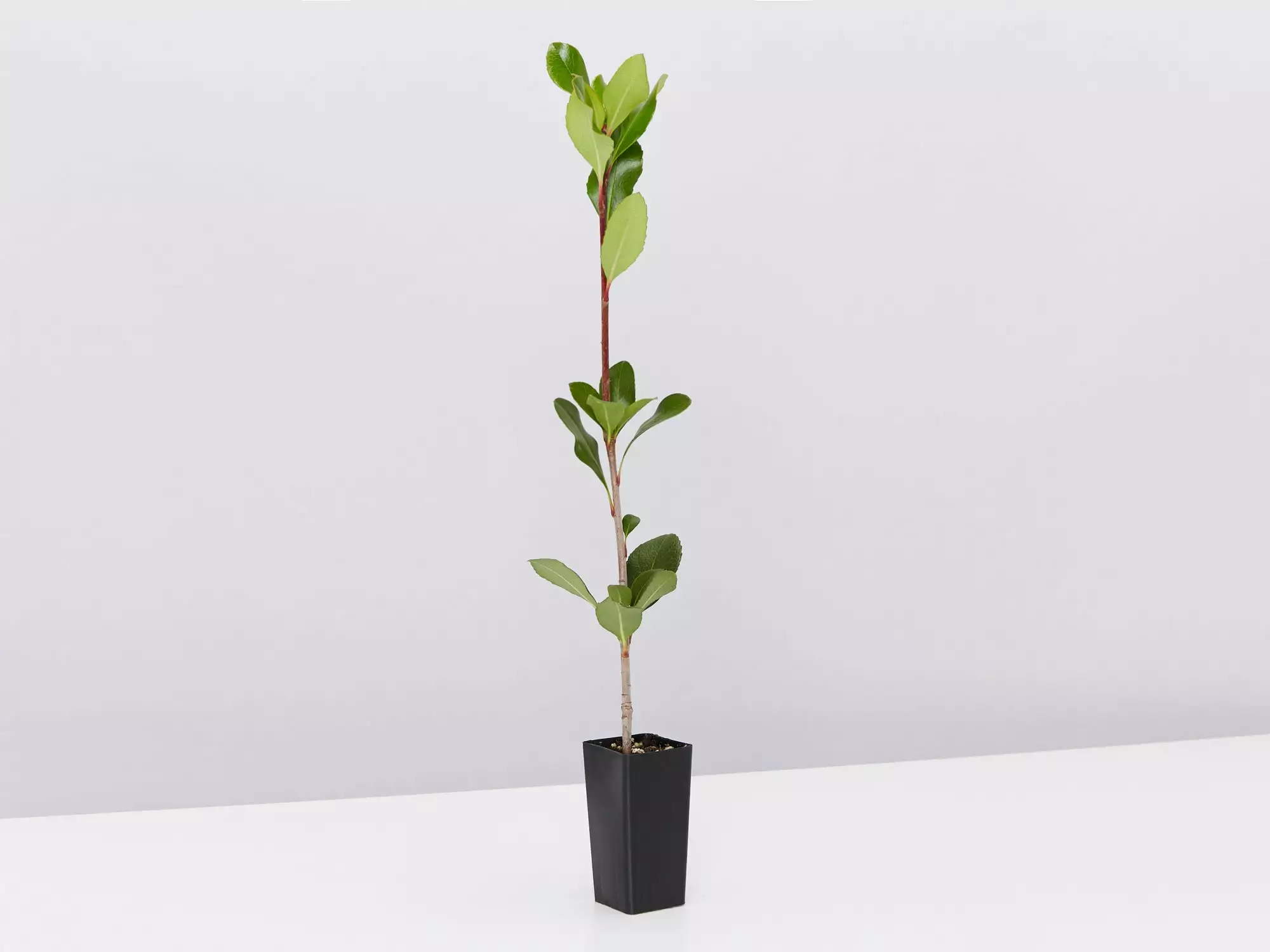 Rhaphiolepis Intermedia 7 Rhaphiolepis Intermedia - Image 5