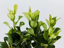 Snow Maiden Dwarf Hedge Pack 13 Snow Maiden Dwarf Hedge Pack -Plants in a Box Sales Shop RhapiolepsisSnowMaiden detail ac4991e5 a9f9 46d3 8952 d865b98e09f6