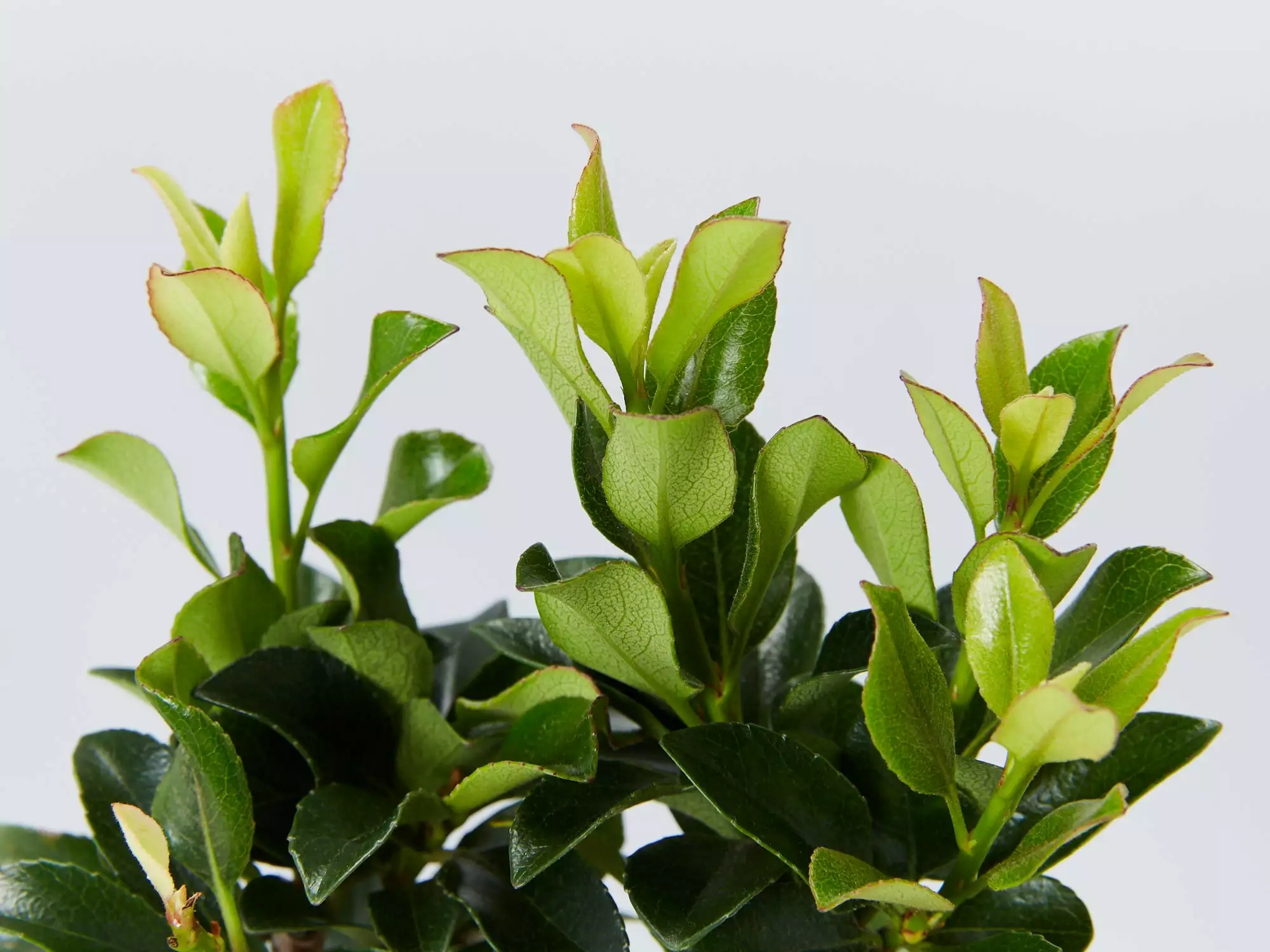 Snow Maiden Dwarf Hedge Pack 7 Snow Maiden Dwarf Hedge Pack - Image 5