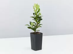 Snow Maiden Dwarf Hedge Pack 14 Snow Maiden Dwarf Hedge Pack -Plants in a Box Sales Shop RhapiolepsisSnowMaiden single 8811909f 5981 4a76 a9c7 494efa1e95bc