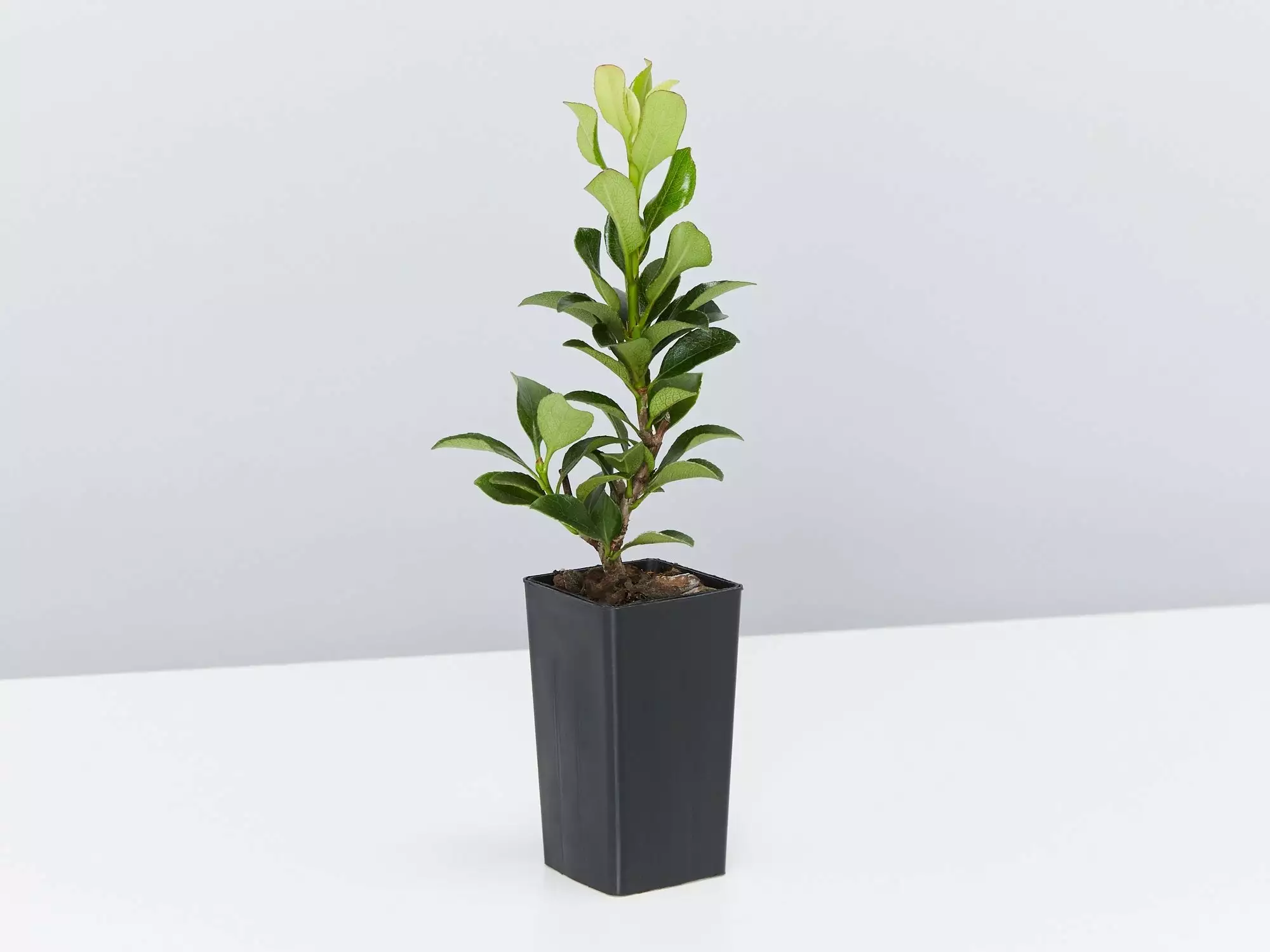 Snow Maiden Dwarf Hedge Pack 8 Snow Maiden Dwarf Hedge Pack - Image 6