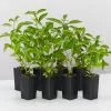 Rhinacanthus Nasutus 'Snake Jasmine' -Plants in a Box Sales Shop RhinacanthusNasutusSnakeJasmine 8plants fe2da0c5 ef72 4ebe ae3c b8d869a54dba