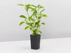 Rhinacanthus Nasutus 'Snake Jasmine' -Plants in a Box Sales Shop RhinacanthusNasutusSnakeJasmine single d5525e11 71b2 4706 8b64 af8addd2a4c3