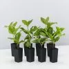 Rondeletia Amoena -Plants in a Box Sales Shop RondeletiaAmoena 8 plants 7491f86e 91a3 44ba bae6 27cc1aac9967