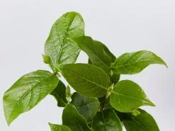 Rondeletia Amoena -Plants in a Box Sales Shop RondeletiaAmoena detail a436ee14 f958 43a1 93bd 96774563f725