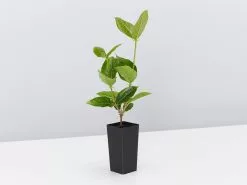 Rondeletia Amoena -Plants in a Box Sales Shop RondeletiaAmoena single 028cbd10 36f5 4b9b a87a ff2997fb2c40