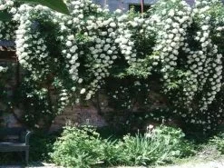 Rosa Banksiae Alba -Plants in a Box Sales Shop Rosa Banksiae Alba