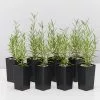 Rosmarinus Officinalis Savor -Plants in a Box Sales Shop RosemarySavor 8plants bd90ee89 e07d 4a0e 878e 4931ceeaeabd