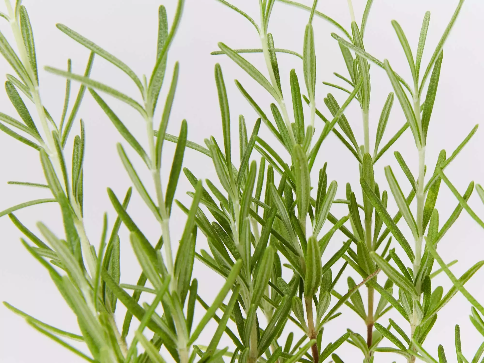 Rosmarinus Officinalis Savor 4 Rosmarinus Officinalis Savor - Image 2