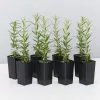 Rosemary Rosmarinus Officinalis 1 Rosemary Rosmarinus Officinalis -Plants in a Box Sales Shop RosemaryTuscanBlue 8 plants 842bafdf 3c2c 4198 807e aa508f01bd2b
