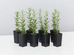 Rosemary Rosmarinus Officinalis