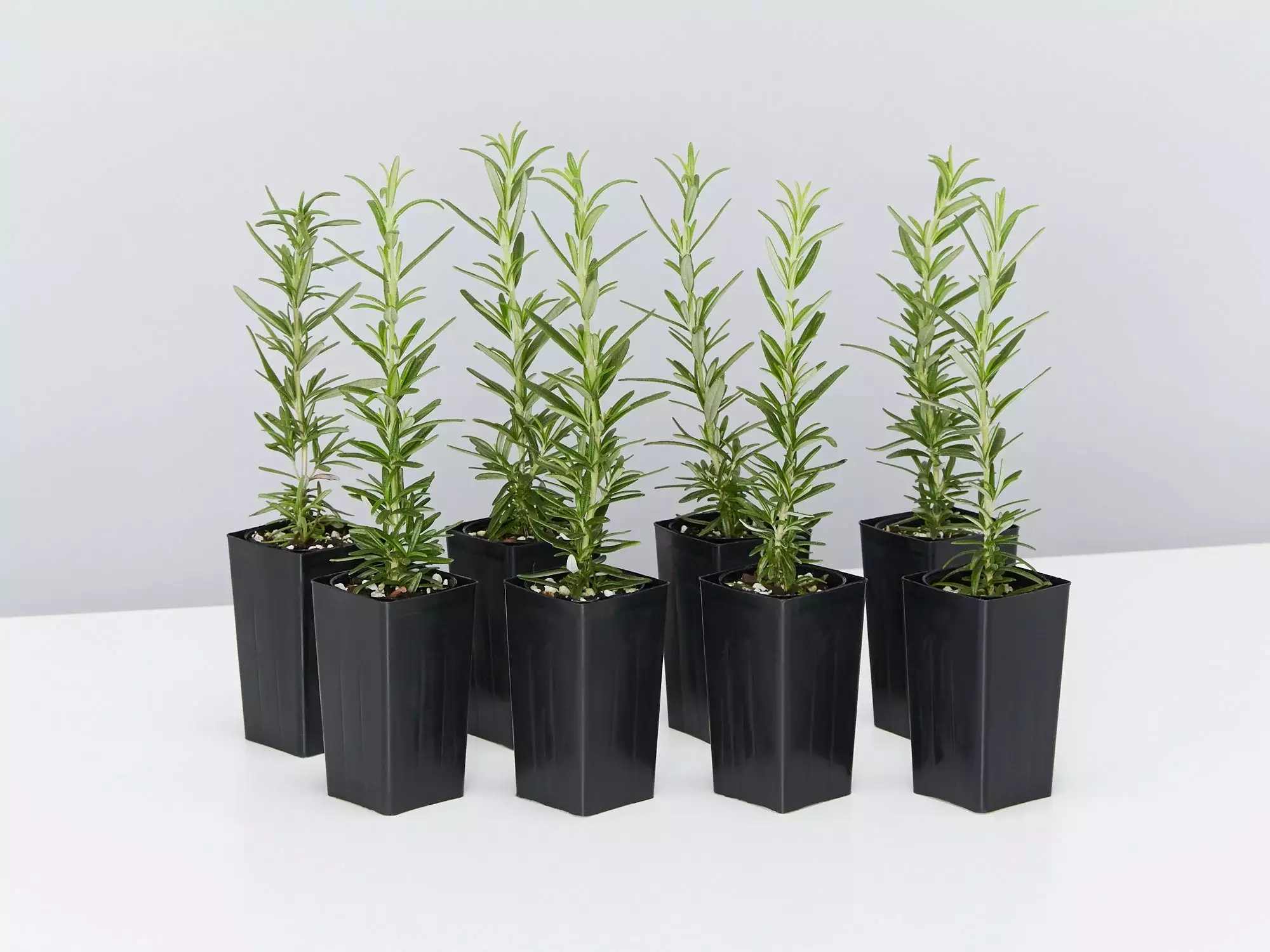 Rosemary Rosmarinus Officinalis 3 Rosemary Rosmarinus Officinalis