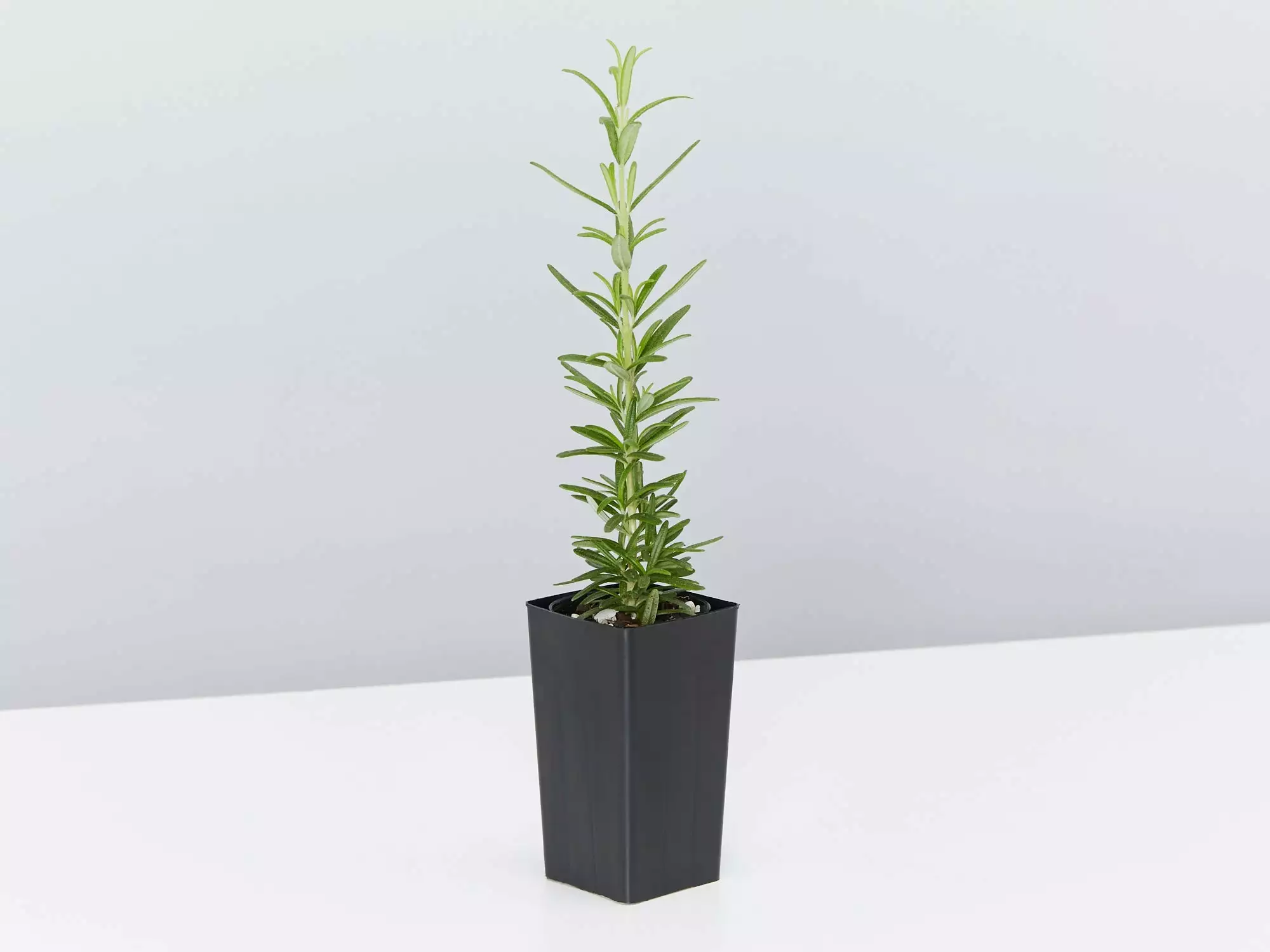 Rosemary Rosmarinus Officinalis 6 Rosemary Rosmarinus Officinalis - Image 4