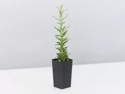 Rosemary Tuscan Blue -Plants in a Box Sales Shop RosemaryTuscanBlue single 0a9f1674 7d7f 43a8 b55d 091353c5a7ae