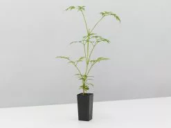 Radermachera China Doll -Plants in a Box Sales Shop RudamacherdSinicaChinadoll single 9074ab43 7d20 4ec5 a54b cfe427195af9