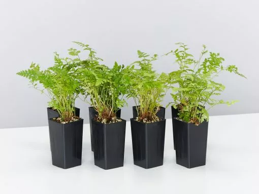 Leather Leaf Fern -Plants in a Box Sales Shop RumohraAdiantiformisLeatherLeafFern 8 plants d78a4486 8fbd 4813 a94a 42e326b6e49d