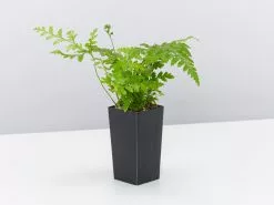 Leather Leaf Fern -Plants in a Box Sales Shop RumohraAdiantiformisLeatherLeafFern single 76ea2c0e f561 45b0 80cb 8bba6aa6cb9c
