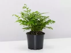 Rumohra Adiantiformis Leather Leaf With Pot Option