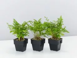 Leather Leaf Fern - 85mm