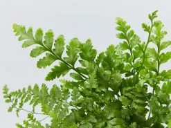 Rumohra Adiantiformis Leather Leaf With Pot Option -Plants in a Box Sales Shop RumohraAdiantiormis detail