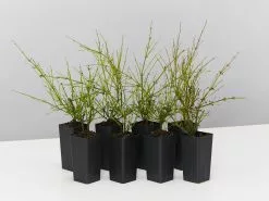 Russelia Equisetiformis Ruby Falls Cascading Evergeen Shrub