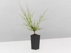 Russelia Equisetiformis Ruby Falls Cascading Evergeen Shrub -Plants in a Box Sales Shop RusseliaRubyFalls single 5223ec50 3490 4b6d a8bc 908f847eba90