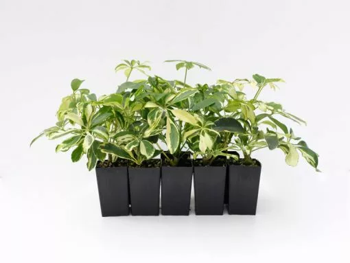 Schefflera Arboricola Variegata -Plants in a Box Sales Shop SCHAMA RS fdee2c07 101b 4cd6 ba00 6ba96e49420b