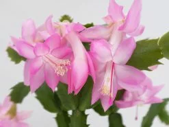 Zygocactus (Christmas Cactus)- Assorted Colours -Plants in a Box Sales Shop SCHTRU BrightPink RS 0c239862 2b2d 4571 8220 cc23443fdb61