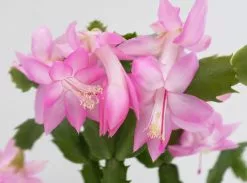 Zygocactus Christmas Cactus - Pot + Plant + Soil -Plants in a Box Sales Shop SCHTRU BrightPink RS 618x458 crop center.progressive c5280e37 3633 4372 a009 53e577cbdb72