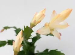 Zygocactus Christmas Cactus - Pot + Plant + Soil -Plants in a Box Sales Shop SCHTRU Champagne RS 618x458 crop center.progressive 7b0e42ff b5ae 44d3 81ad 09530d5afa64