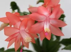Zygocactus Christmas Cactus - Pot + Plant + Soil -Plants in a Box Sales Shop SCHTRU Coral RS 618x458 crop center.progressive c89dfaad c3fb 46f1 a2cb 04f726d8aafd