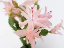 Zygocactus (Christmas Cactus)- Assorted Colours -Plants in a Box Sales Shop SCHTRU LightPink RS e9bec941 c623 4480 ab2a 0bfab68c4a7e