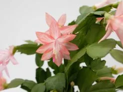 Zygocactus (Christmas Cactus)- Assorted Colours -Plants in a Box Sales Shop SCHTRU Tropical RS efae4f77 536c 4432 b1bc d0cf69ac80de