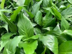 Peace Lily - Petite -Plants in a Box Sales Shop SPAPOP 1 e4faf46d 6163 4ec3 8469 90e93488fc99