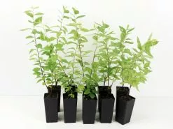 Spiraea Cv. Pink Ice