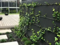 Star Jasmine Hedging Or Ground Cover Pack 21 Star Jasmine Hedging Or Ground Cover Pack -Plants in a Box Sales Shop STAJASSitu RS edb6fd3e c25e 419d 8511 b829d6a0e84e