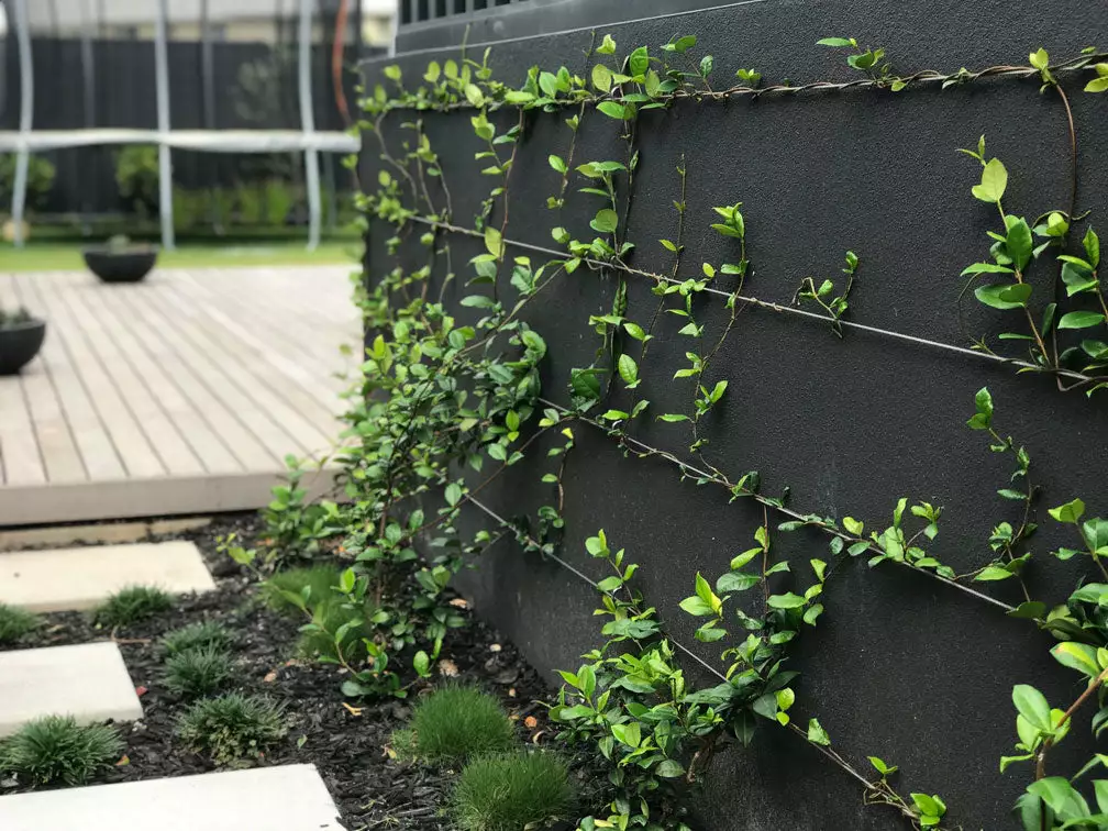 Star Jasmine Hedging Or Ground Cover Pack 12 Star Jasmine Hedging Or Ground Cover Pack - Image 10