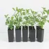 Streptosolen (Browallia) Jamesoniinana (dwarf) -Plants in a Box Sales Shop STRJAM 5a99d2f3 3395 42ff b2c8 c473103ef6af