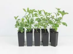 Streptosolen (Browallia) Jamesoniinana (dwarf)