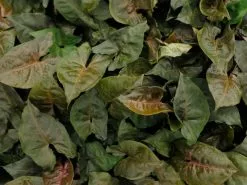 Syngonium Bronze - Pot + Plant + Soil -Plants in a Box Sales Shop SYNMAR OverheadRS 73c4237e 3bd1 4c11 a3a5 81f7b45c6a5e