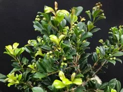 Syzygium Resilience Lilly Pilly Hedging Pack - Best Seller -Plants in a Box Sales Shop SYZRES RS 8d3d4b87 cf72 447c b5d4 8294b4438f73