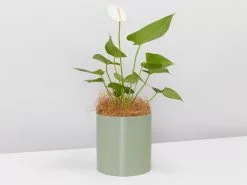 Potted Houseplant Varieties - In Sage Vessel -Plants in a Box Sales Shop Sage Anthurium