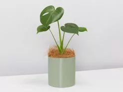 Potted Houseplant Varieties - In Sage Vessel -Plants in a Box Sales Shop Sage Monstera