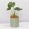 Potted Monstera Deliciosa - In Sage Vessel 1 Potted Monstera Deliciosa - In Sage Vessel -Plants in a Box Sales Shop Sage Monstera 2
