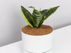 Snake Plant Varieties - Plant + Pot + Soil -Plants in a Box Sales Shop SahseveriaTrifasciataSuperbaWhitePot detail