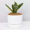 Snake Plant Varieties - Plant + Pot + Soil -Plants in a Box Sales Shop SahseveriaTrifasciataSuperbaWhitePot single