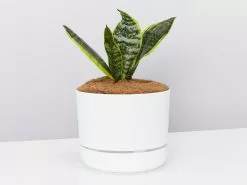 Snake Plant Varieties - Plant + Pot + Soil
